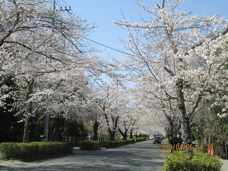 秩父長瀞　北桜通り　花見の里　野土山_b0046473_10295633.jpg