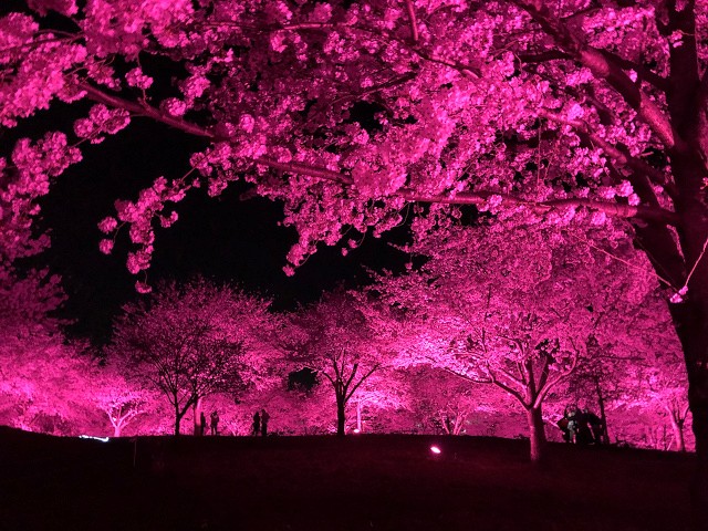 八王子山公園 桜ライトアップ 太田市上強戸町 桜 東毛見聞録 八王子山公園 桜ライトアップ 太田市上強戸町 桜 東毛見聞録