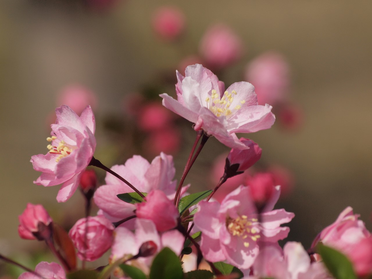 花海堂 ハナカイドウ と桜5種 自然風の自然風だより 花海堂 ハナカイドウ と桜5種 自然風の自然風だより