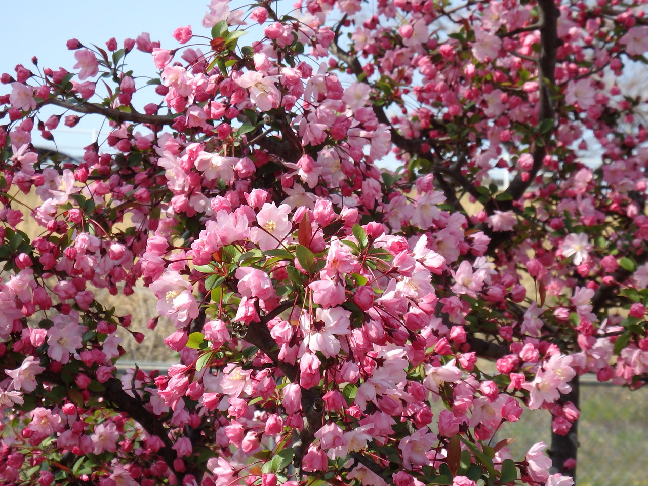 花海堂 ハナカイドウ と桜5種 自然風の自然風だより 花海堂 ハナカイドウ と桜5種 自然風の自然風だより
