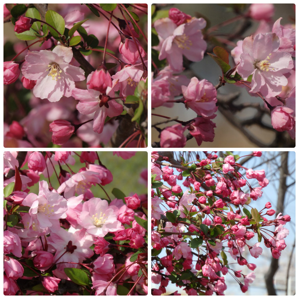 花海堂 ハナカイドウ と桜5種 自然風の自然風だより
