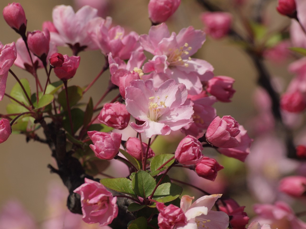 花海堂 ハナカイドウ と桜5種 自然風の自然風だより 花海堂 ハナカイドウ と桜5種 自然風の自然風だより