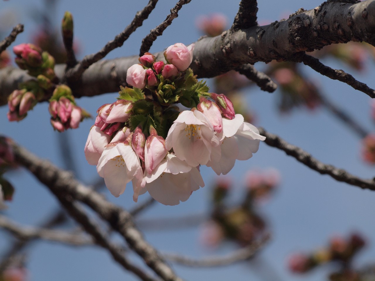 花海堂 ハナカイドウ と桜5種 自然風の自然風だより