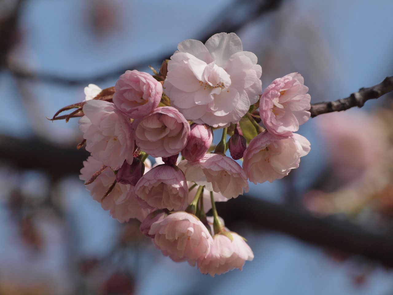 花海堂 ハナカイドウ と桜5種 自然風の自然風だより