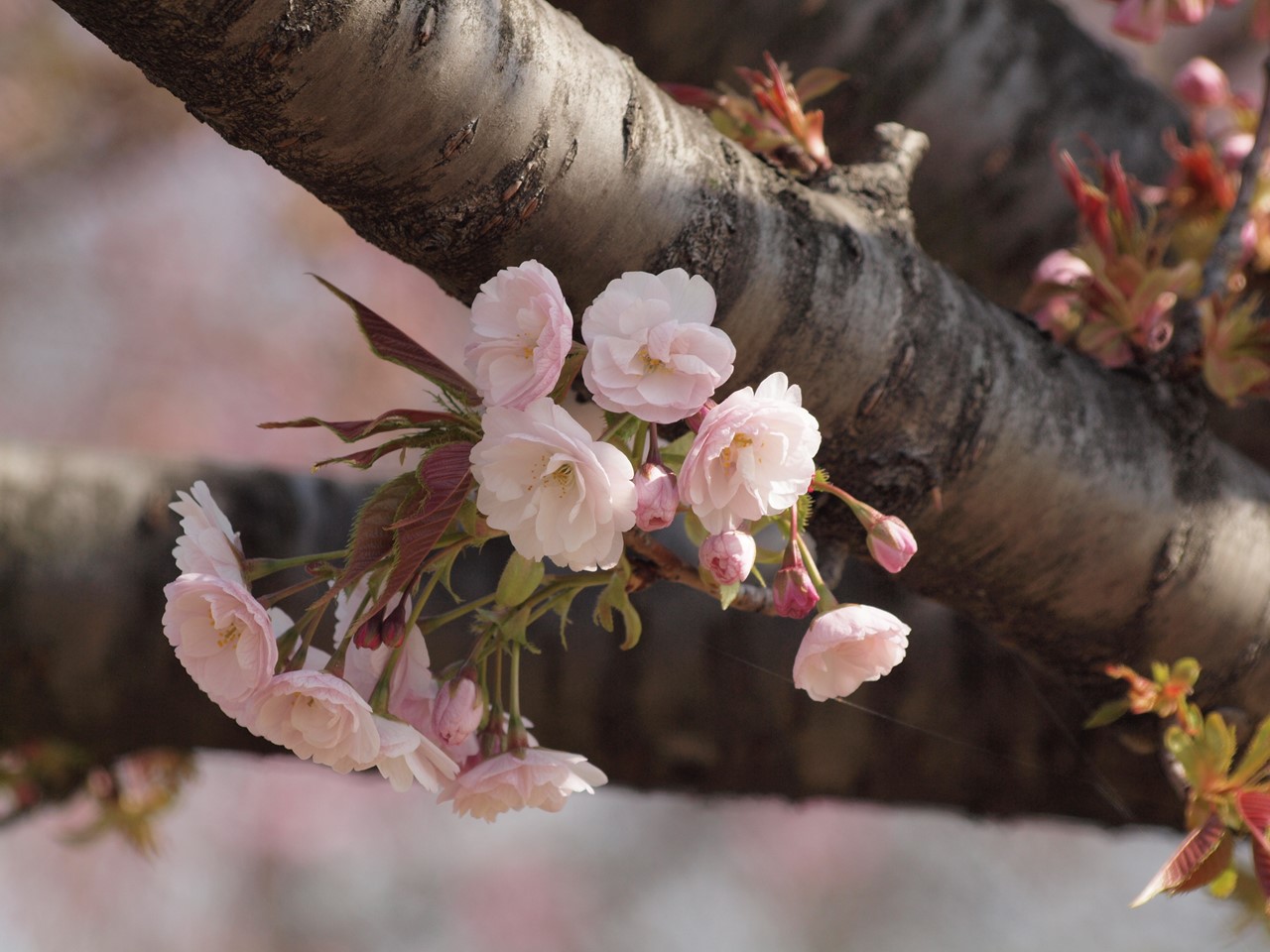 花海堂 ハナカイドウ と桜5種 自然風の自然風だより 花海堂 ハナカイドウ と桜5種 自然風の自然風だより