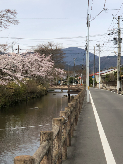 勝手に桜ツアー 白石散歩アプリコース①_e0355177_19542254.jpg