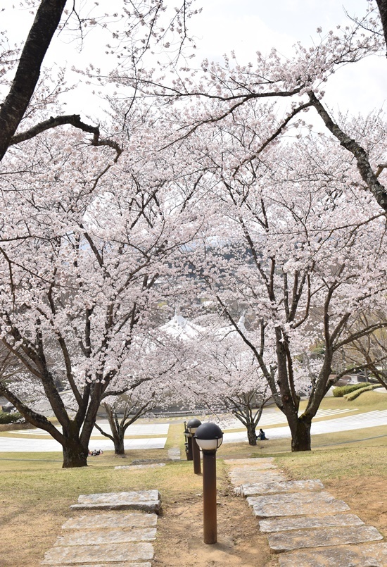 亜由奈、１７回目の桜♪　第一弾！_e0234881_23493552.jpg