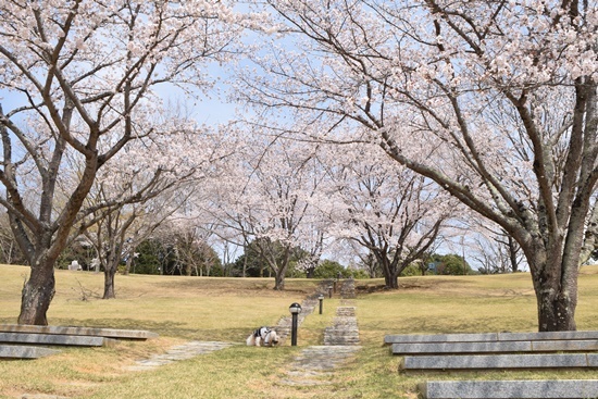 亜由奈、１７回目の桜♪　第一弾！_e0234881_23501438.jpg