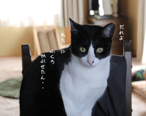 a0216583_22223557.png