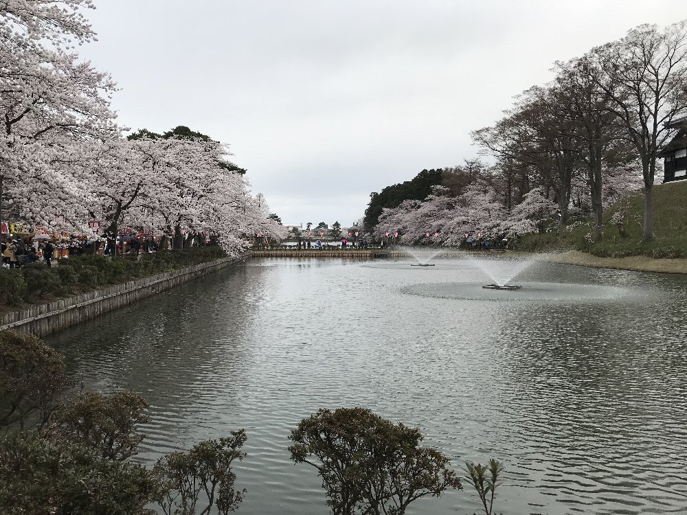 高田公園の桜！_e0065084_19102248.jpg