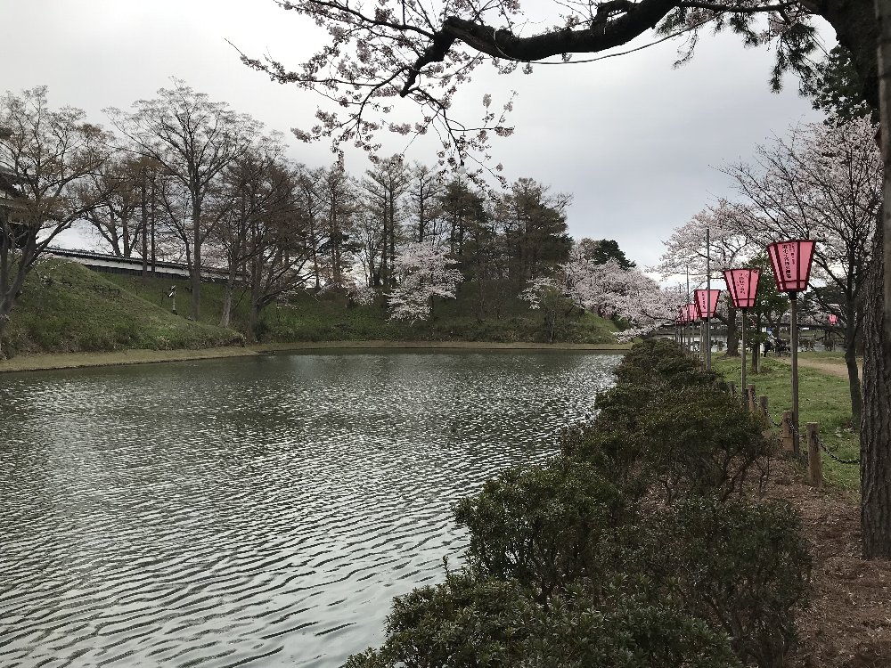 高田公園の桜！_e0065084_19104354.jpg