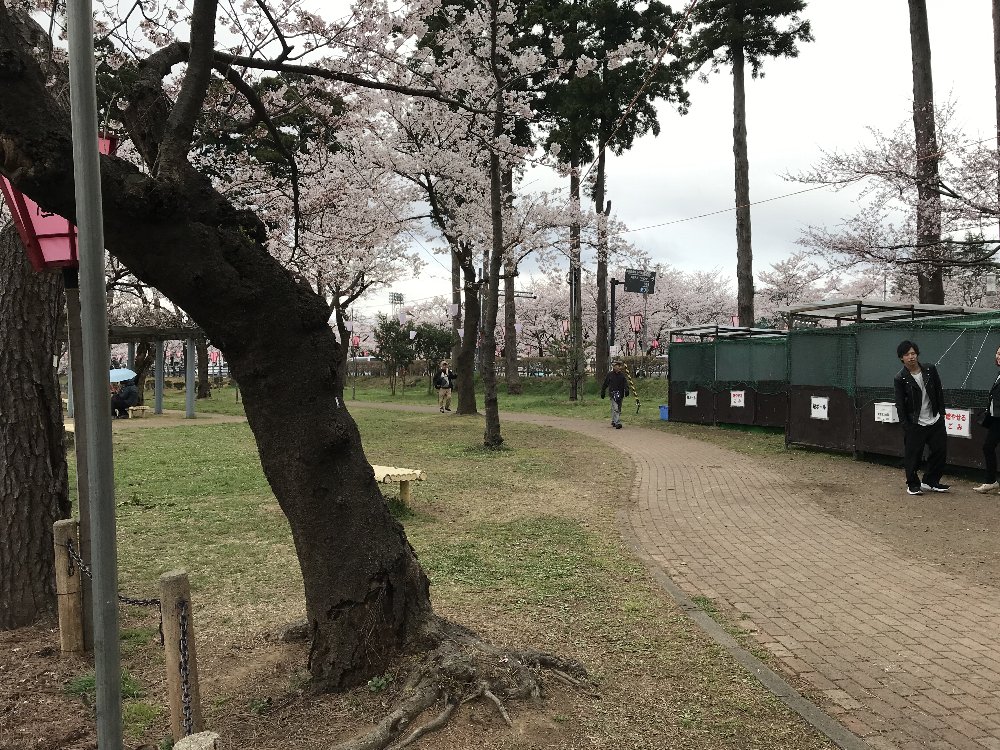 高田公園の桜！_e0065084_1911086.jpg