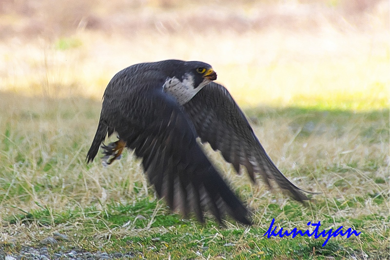 3.野鳥 ハヤブサ_e0405185_23370308.jpg