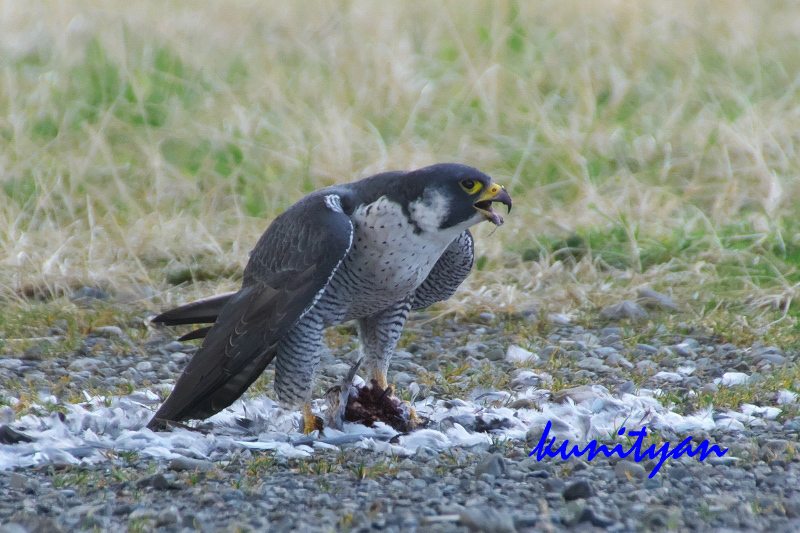 3.野鳥 ハヤブサ_e0405185_23381276.jpg