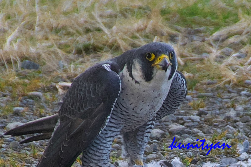 3.野鳥 ハヤブサ_e0405185_23385246.jpg