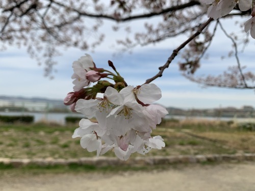 気まぐれお花見RIDE_a0251786_14273107.jpg