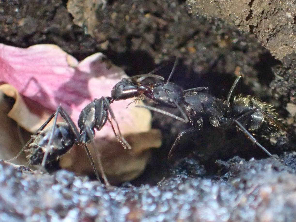 えさを口移しするクロオオアリ Camponotus Japonicus 写ればおっけー コンデジで虫写真