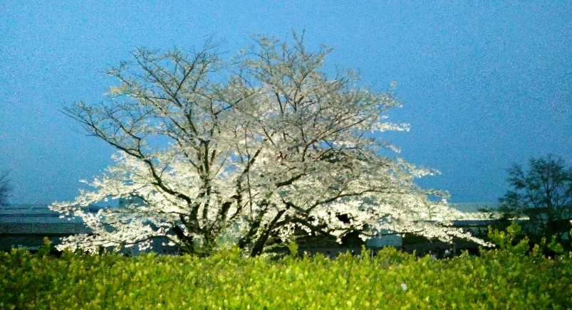 d0318191_17154791.jpg
