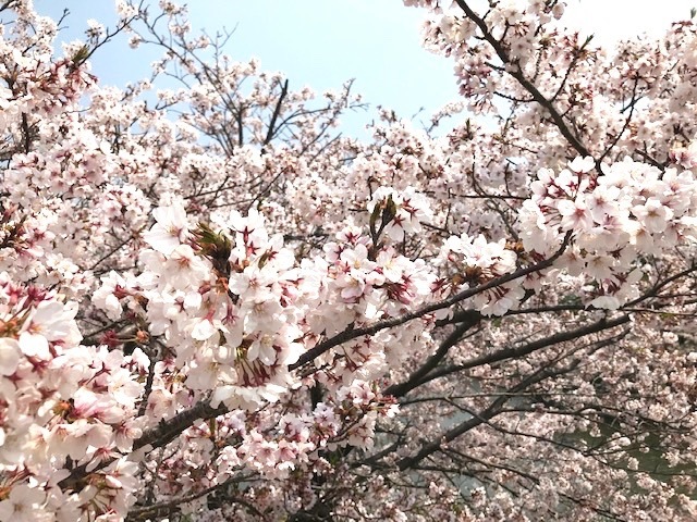 本日4月8日（月）春吉店の営業はお休みです。博多一刻堂は営業してます。_f0232994_10205233.jpg