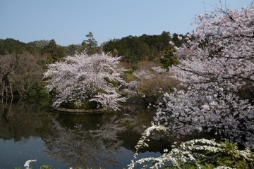 石庭のイメージ一転？　桜の園、龍安寺_c0339296_01353322.jpg