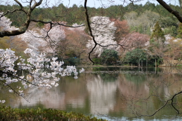 石庭のイメージ一転？　桜の園、龍安寺_c0339296_01370001.jpg