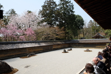 石庭のイメージ一転？　桜の園、龍安寺_c0339296_01375800.jpg