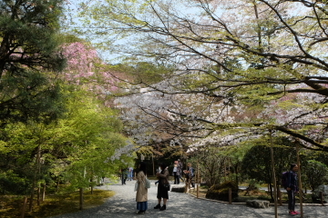 石庭のイメージ一転？　桜の園、龍安寺_c0339296_01381537.jpg