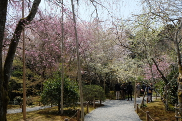 石庭のイメージ一転？　桜の園、龍安寺_c0339296_01381900.jpg