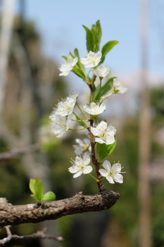 石庭のイメージ一転？　桜の園、龍安寺_c0339296_01382953.jpg