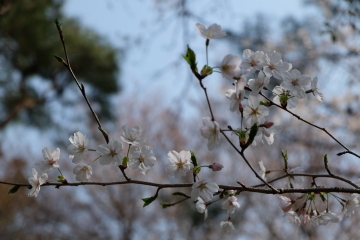 石庭のイメージ一転？　桜の園、龍安寺_c0339296_01383954.jpg