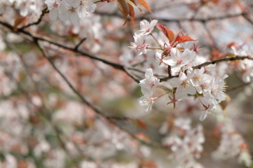 石庭のイメージ一転？　桜の園、龍安寺_c0339296_01390845.jpg