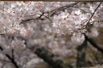 石庭のイメージ一転？　桜の園、龍安寺_c0339296_01394458.jpg