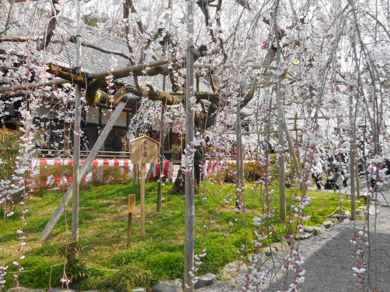 京都市 琵琶湖疏水＆毘沙門堂の桜_e0187697_21250522.jpg