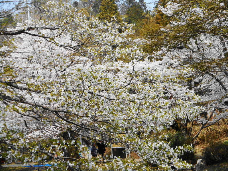 京都市 琵琶湖疏水＆毘沙門堂の桜_e0187697_21323571.jpg