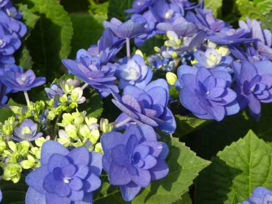 久山植木 さんへ ミモザアカシアの日々