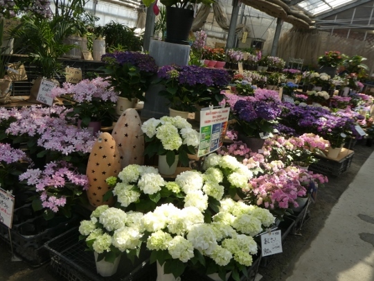 久山植木 さんへ ミモザアカシアの日々