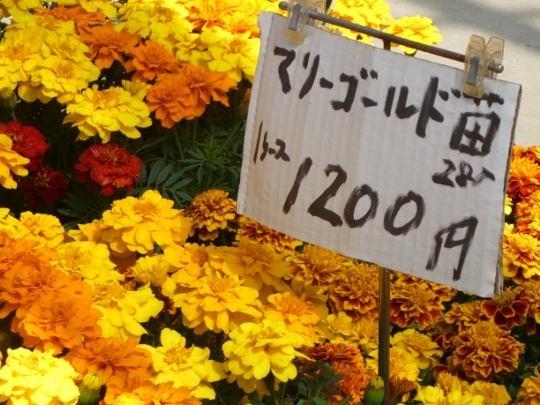 久山植木 さんへ ミモザアカシアの日々