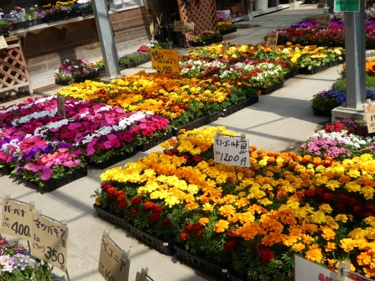 久山植木 さんへ ミモザアカシアの日々