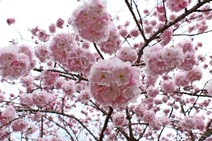 a0123003_13260213.jpg