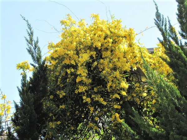 ふれあいウォーク ツツジ咲く鎌倉散策 19 04 09 フランス語と 鎌倉と 私と