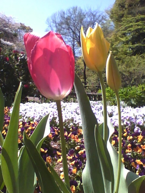 芹が谷公園内で見つけた　お花たち。_e0405404_14151656.jpg