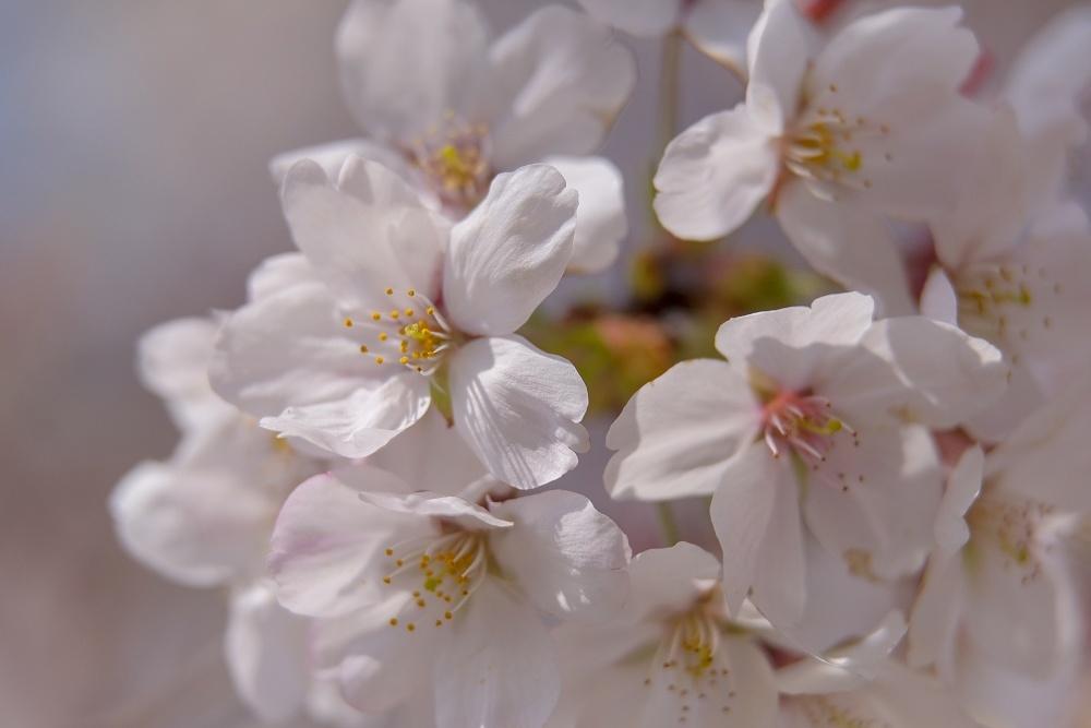 輝く花達--新宿御苑2019_d0376905_20381913.jpg