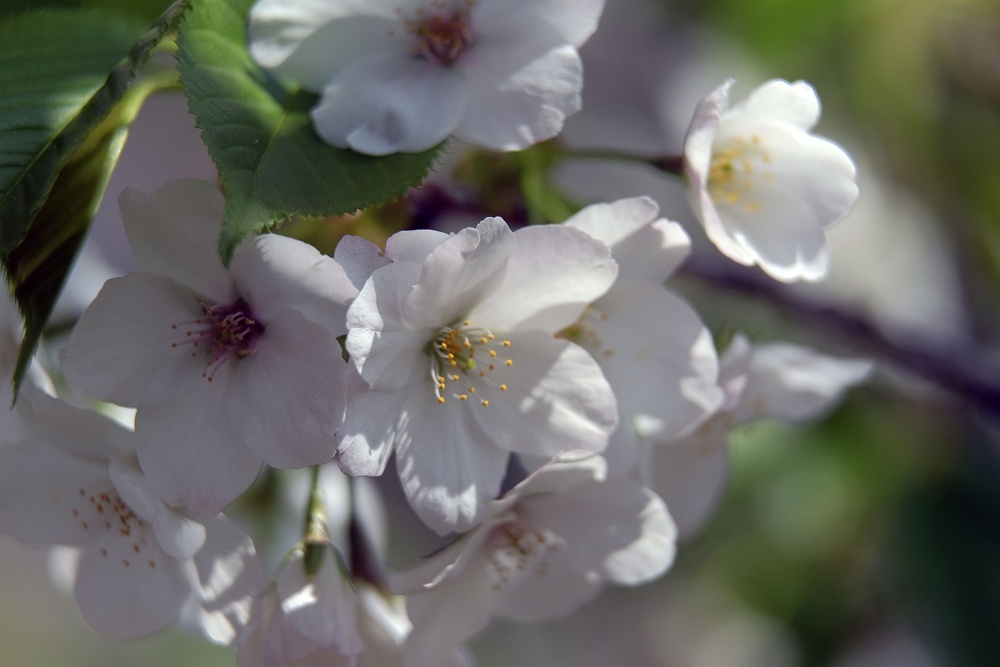 輝く花達--新宿御苑2019_d0376905_20385489.jpg