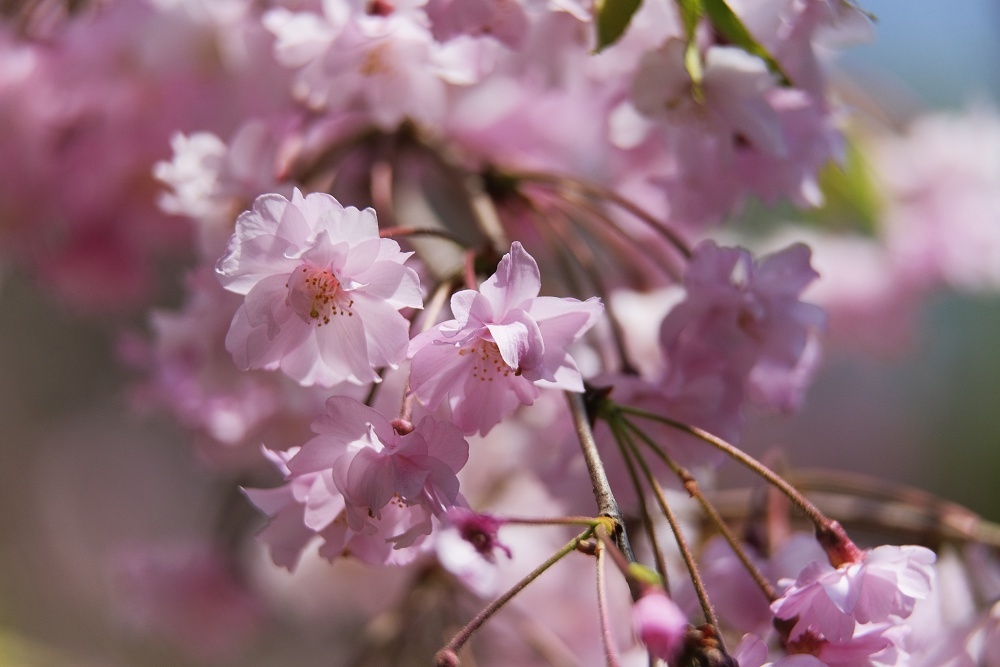 輝く花達--新宿御苑2019_d0376905_20393542.jpg