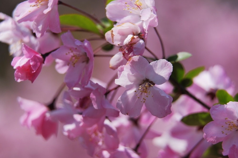 輝く花達--新宿御苑2019_d0376905_20404748.jpg