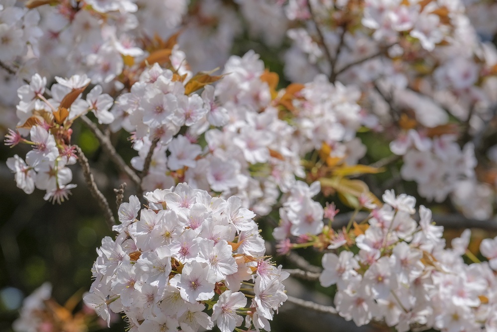 輝く花達--新宿御苑2019_d0376905_20413038.jpg