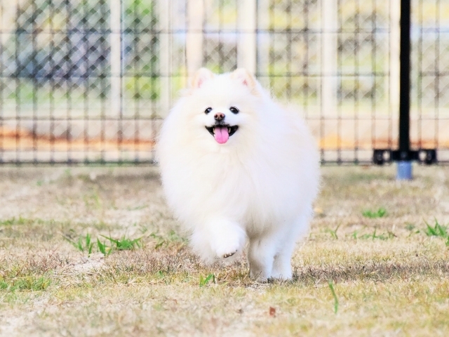 シニアなお年頃_d0360206_01061204.jpg