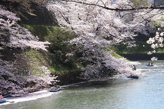 千鳥ヶ淵の桜吹雪と、散歩道のトキワイカリソウ_e0255509_21244317.jpg