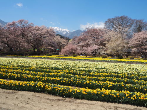 八ヶ岳の山小屋からお花見へ19 Daisy Bee の多肉でガーデニング 八ヶ岳の山小屋からお花見へ19 Daisy Bee の多肉でガーデニング