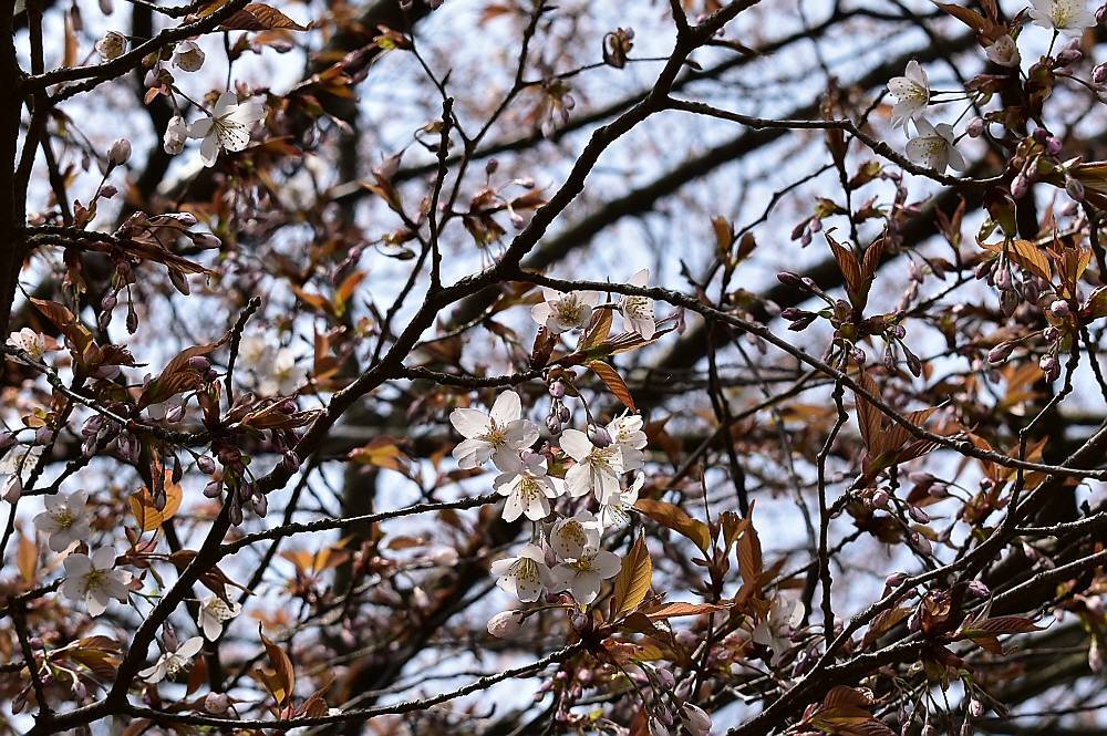 目配山と草場川の桜_f0212511_23025798.jpg